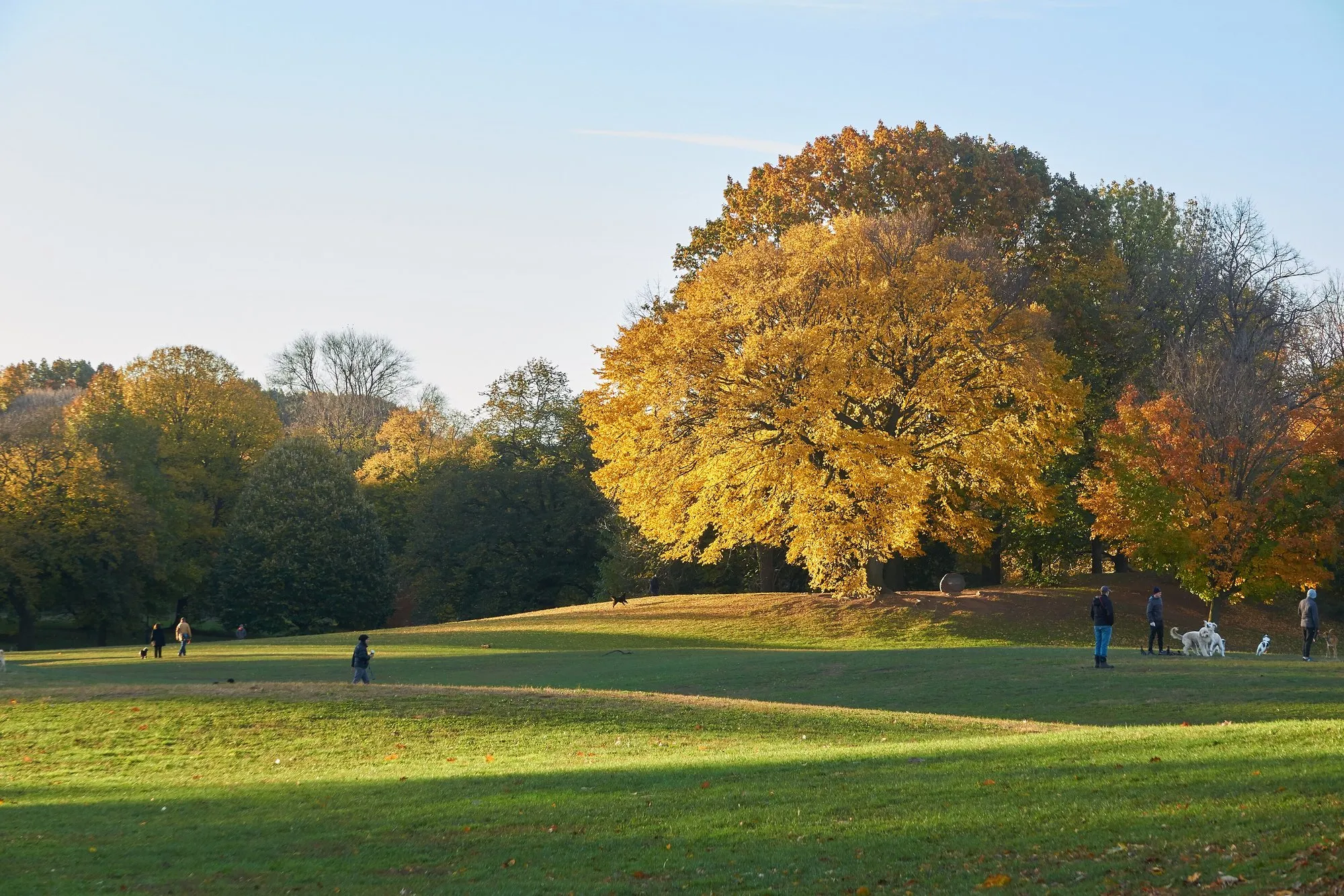 Dogs and their owners on the Long Meadow in Prospect Park on an autumn morning, with a great yellow tree behind