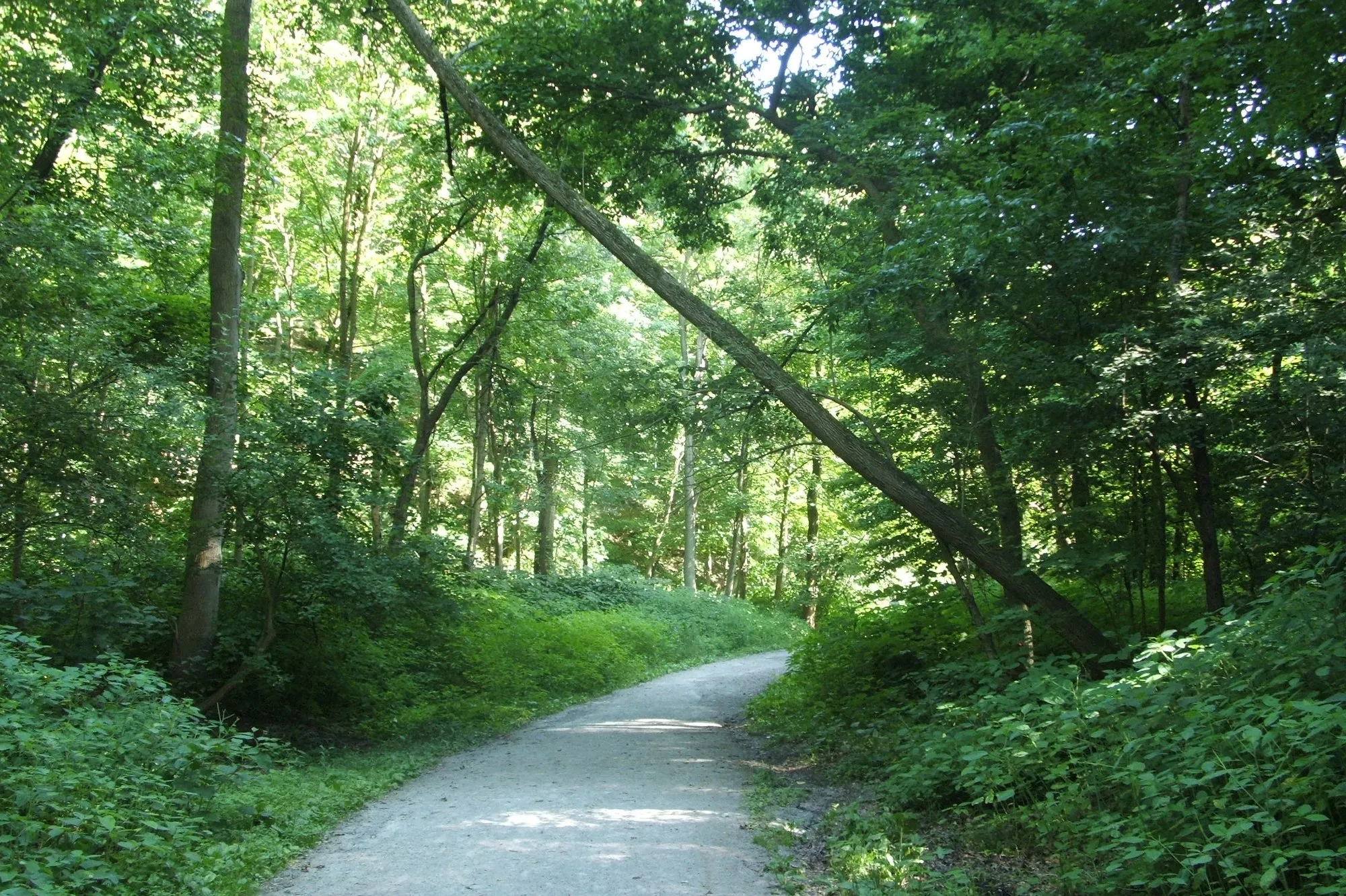 A gravel path curving through dense green woodland in Frick Park, Pittsburgh, with a leaning tree arching over it