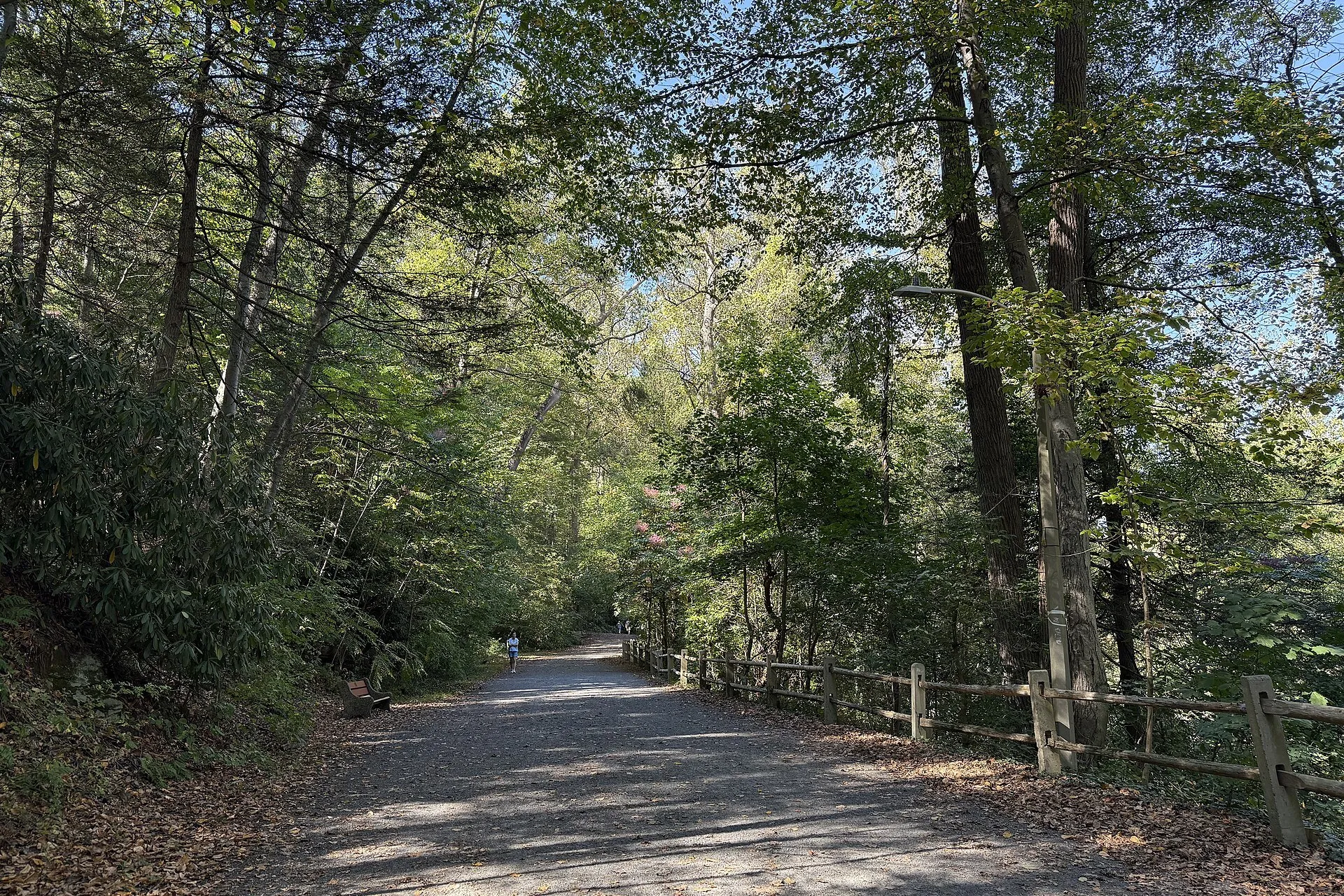 A wide gravel path through tall trees along Forbidden Drive in Wissahickon Valley Park, with a wooden fence on the right