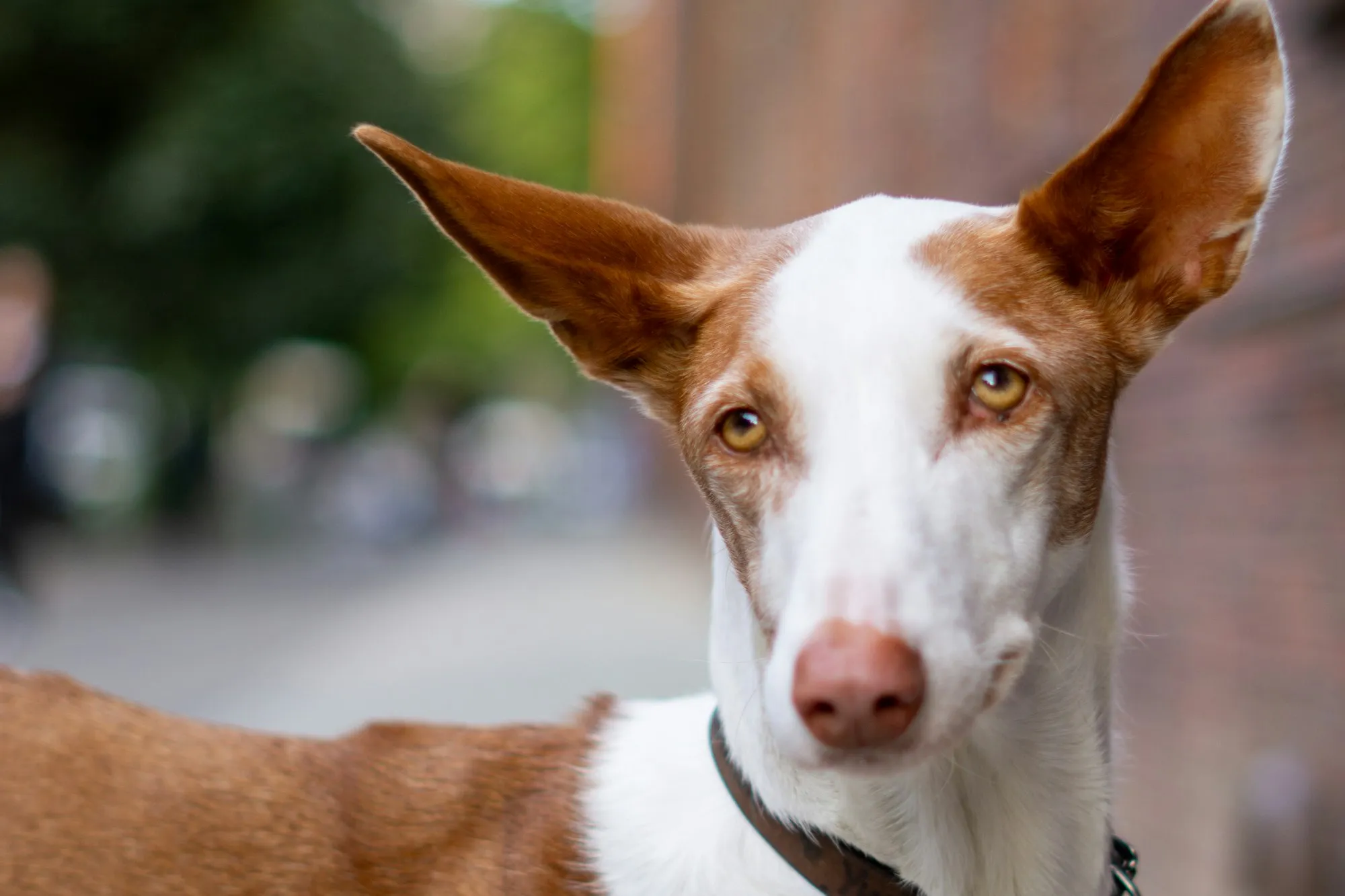 An Ibizan hound with tall red ears, a white blaze and amber eyes, looking at the camera