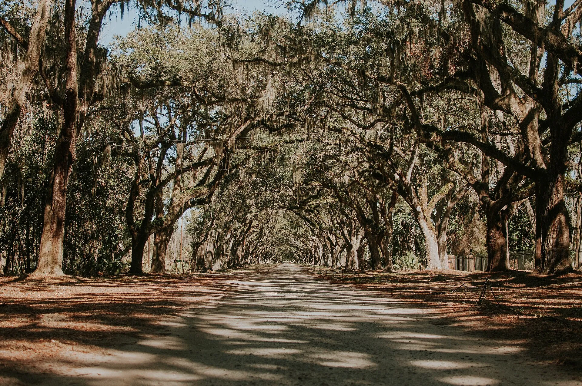 An avenue of live oaks hung with Spanish moss leading into Wormsloe State Historic Site on the Isle of Hope