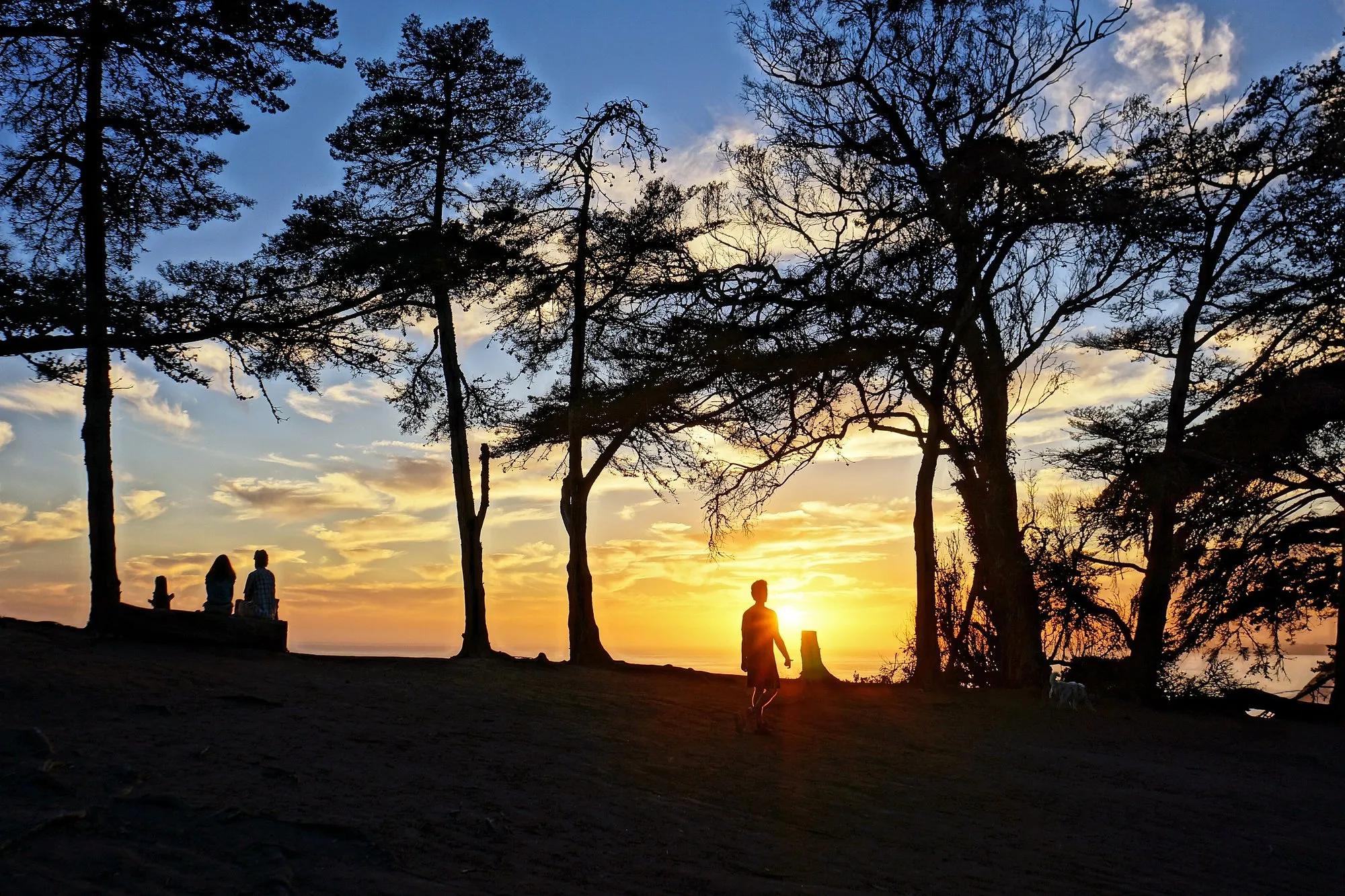 People and a small dog silhouetted against the sunset among cypress trees on the clifftop of the Douglas Family Preserve, Santa Barbara