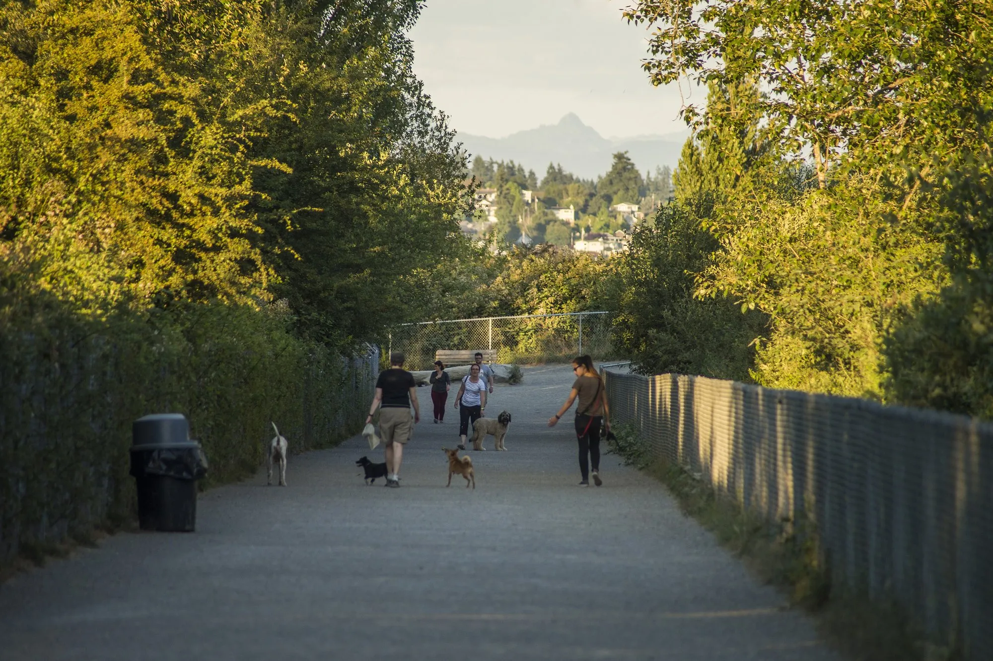 People and dogs on a wide gravel trail between trees in the Magnuson Park off-leash area, with hills beyond