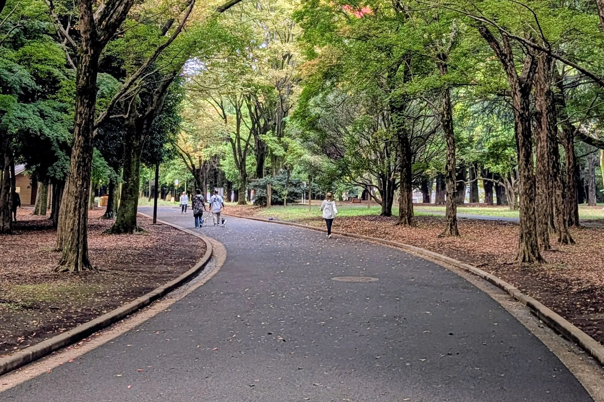 People walking small dogs along a tree lined path in Yoyogi Park, Tokyo