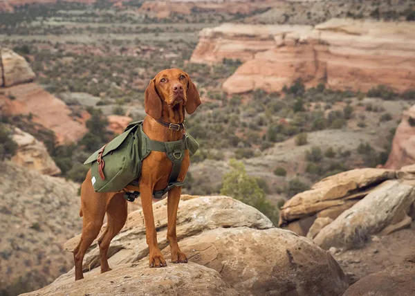 Dog Friendly Travel Ideas: Scenic Hiking Trails