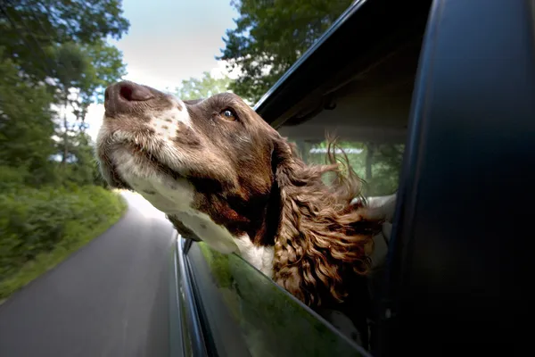 Road Trips with Dogs: Making the Most Out of Your Journey