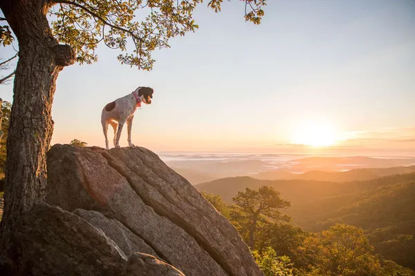 Exploring US National Parks with Your Pooch: A Dog Friendly Travel Guide