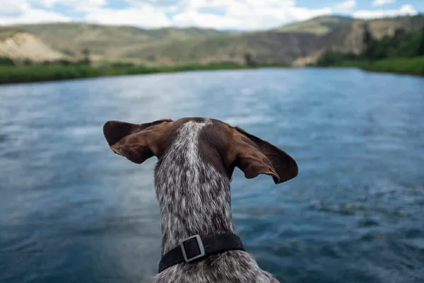 Dog-Friendly Travel Ideas: Waterfalls, Lakes & Rivers