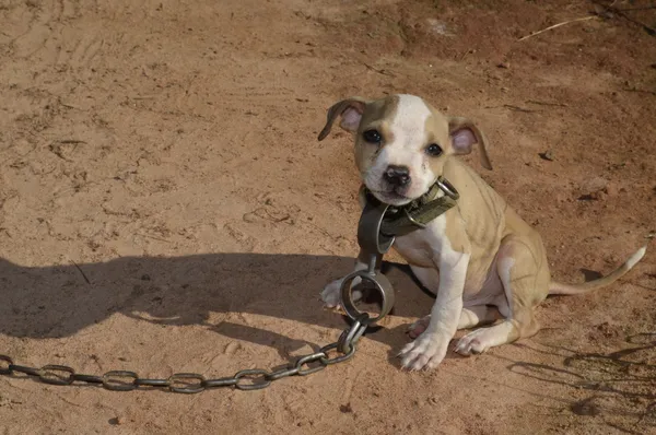 The Animal Welfare Investigation Project: Shining a light on illegal dog fighting and mafia puppy farms.