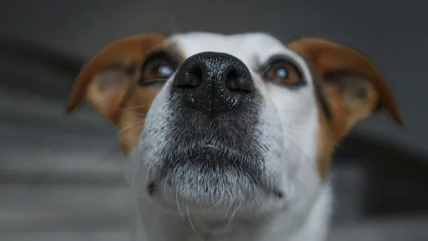 Dogs React to Oscar-Winning Animated Film 'Flow'