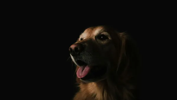 How Buttons Are Altering Our Communication With Dogs