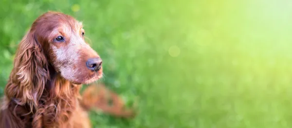 Can We Extend Our Dogs' Lives? This biotech startup thinks so!