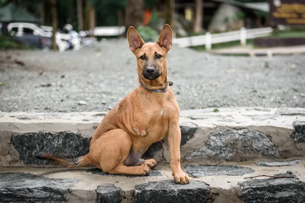 A Dog Named Fred: The Call to Adopt Differently-Abled Dogs