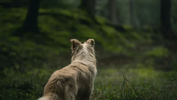 Using Thermal Imaging Drones to Find Lost Dogs