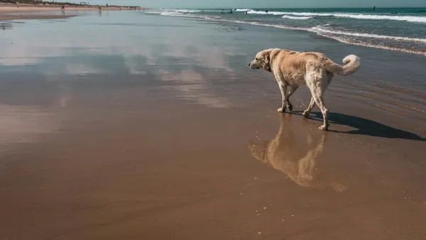 Loyal: The Biotech Company Pioneering Canine Longevity