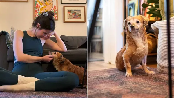 Tiki the Foster Dog: How Fostering Changed One Dog’s Life (And Why He’s Not Alone)