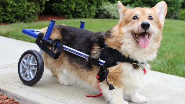 Bionic Dogs: The Rise of Canine Prosthetics