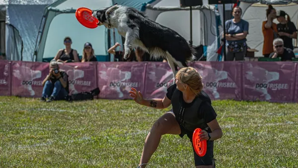 5 Dog Sports That Showcase Canine Skill, Speed, and Smarts
