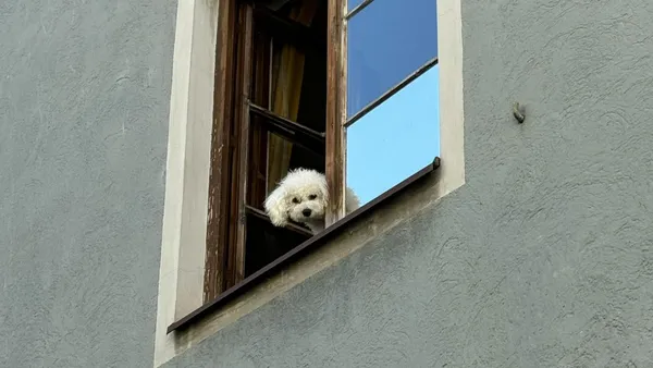 Leashed by the Lease: The Transparency Gap in Rental Housing