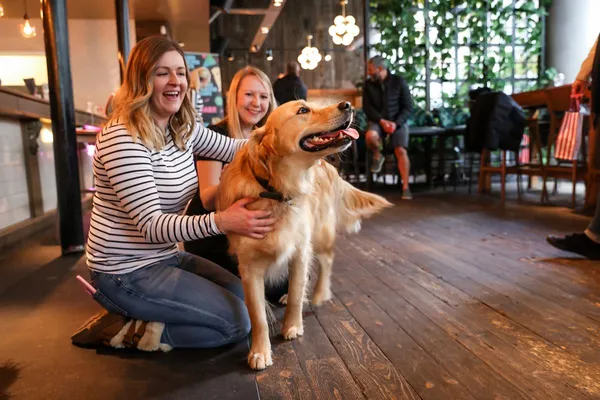 The Stay In Effect: Why Dog Friendly Hotels Capture More Revenue Per Guest