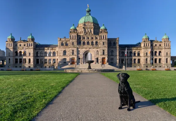 British Columbia and the Rules on Dogs in Bars