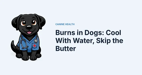 Burns in Dogs: Cool With Water, Skip the Butter — Kali, Roch Dog's canine concierge, in veterinary scrubs