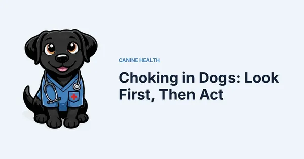 Choking in Dogs: Look First, Then Act — Kali, Roch Dog's canine concierge, in veterinary scrubs