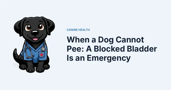 When a Dog Cannot Pee: A Blocked Bladder Is an Emergency — Kali, Roch Dog's canine concierge, in veterinary scrubs