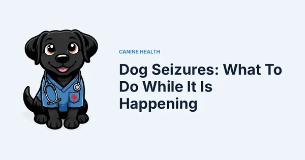Dog Seizures: What To Do While It Is Happening — Kali, Roch Dog's canine concierge, in veterinary scrubs
