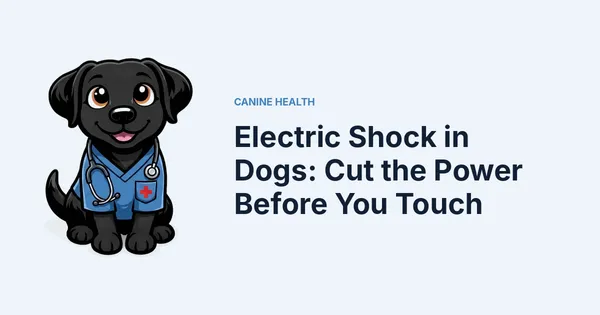 Electric Shock in Dogs: Cut the Power Before You Touch — Kali, Roch Dog's canine concierge, in veterinary scrubs