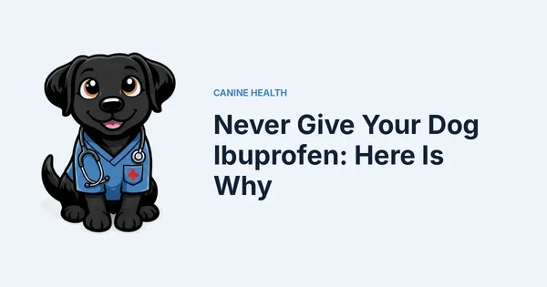 Never Give Your Dog Ibuprofen: Here Is Why — Kali, Roch Dog's canine concierge, in veterinary scrubs