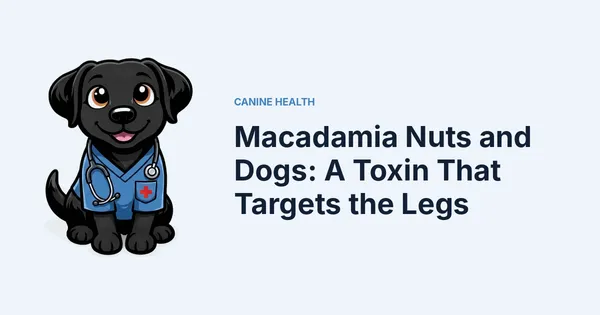 Macadamia Nuts and Dogs: A Toxin That Targets the Legs — Kali, Roch Dog's canine concierge, in veterinary scrubs