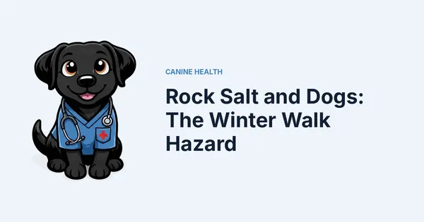 Rock Salt and Dogs: The Winter Walk Hazard — Kali, Roch Dog's canine concierge, in veterinary scrubs