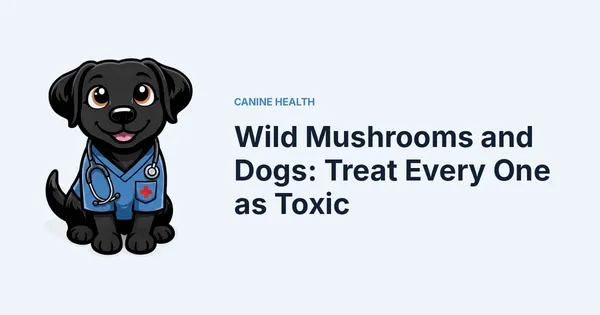 Wild Mushrooms and Dogs: Treat Every One as Toxic — Kali, Roch Dog's canine concierge, in veterinary scrubs