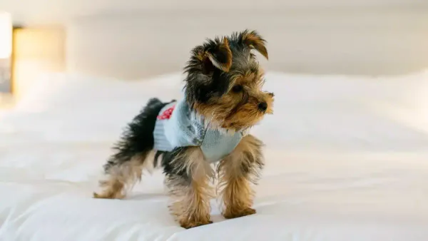 Loews Loves Pets at Loews Miami Beach Hotel