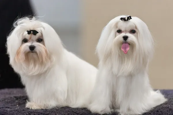 Two Maltese with black bows in their topknots, groomed for the ring at an AKC dog show