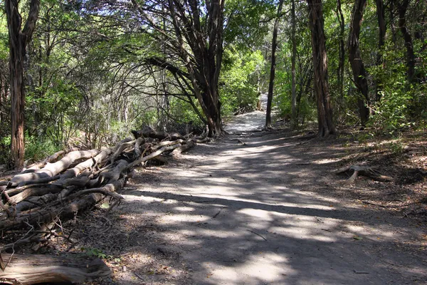 A shaded woodland trail winding between trees in Walnut Creek Metropolitan Park, Austin