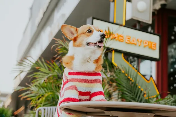 A corgi in a striped jumper sitting outdoors