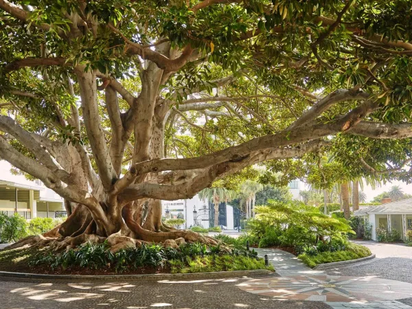 The Moreton Bay fig tree at the Fairmont Miramar Hotel & Bungalows, Santa Monica