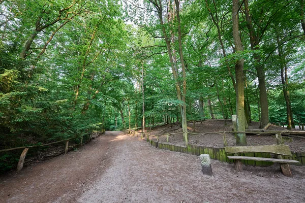 A sandy path through beech woods in the Grunewald dog area, with a wooden bench and low log edging beside it