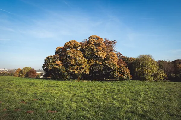 An autumn tree in an open grassy field at Ashton Court Estate, Bristol, under a blue sky