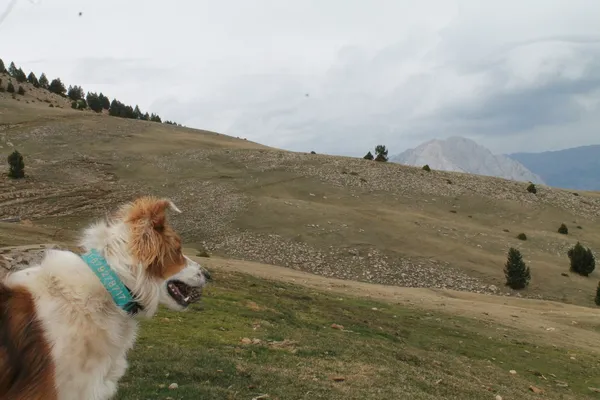 A dog standing on a green hillside