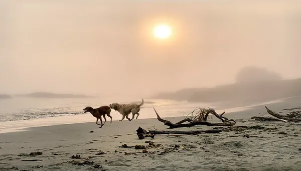 Two dogs running along a foggy beach at sunset in Sonoma, California