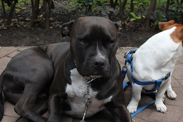 A black and white Staffordshire type dog lying on the paving beside a Jack Russell in a blue harness in Parque México, Condesa