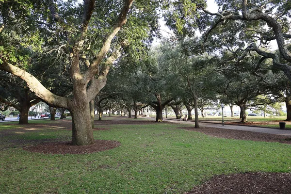Live oaks spreading over the lawns and paths of White Point Garden at the tip of the Charleston peninsula