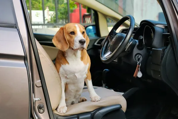 A beagle sitting on the driver's seat of a car with the door open