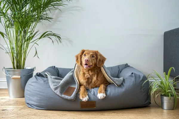 A golden brown dog lying in a grey dog bed under a blanket, between two potted plants