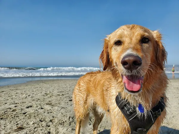 A golden retriever on a beach