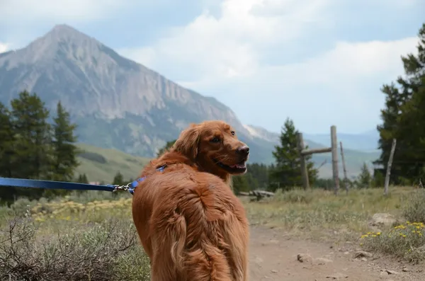 A golden retriever in a grassy field below a mountain