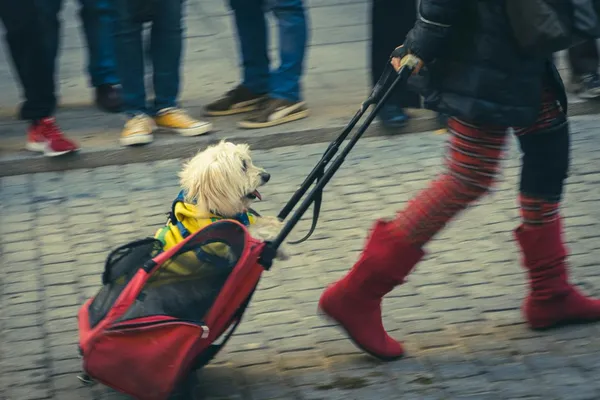 A small white dog riding on a red suitcase in the street